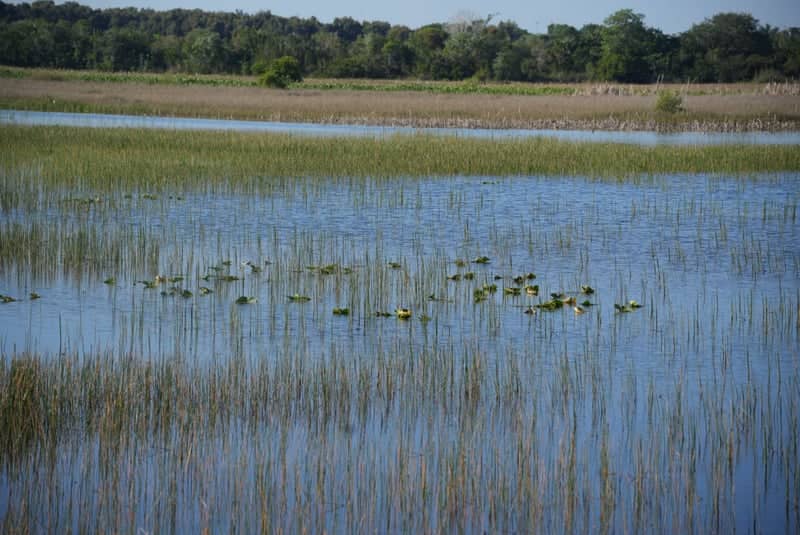 Everglades Marshland Overlook - Image 1