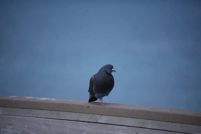 Dania Beach Pier - Image 1