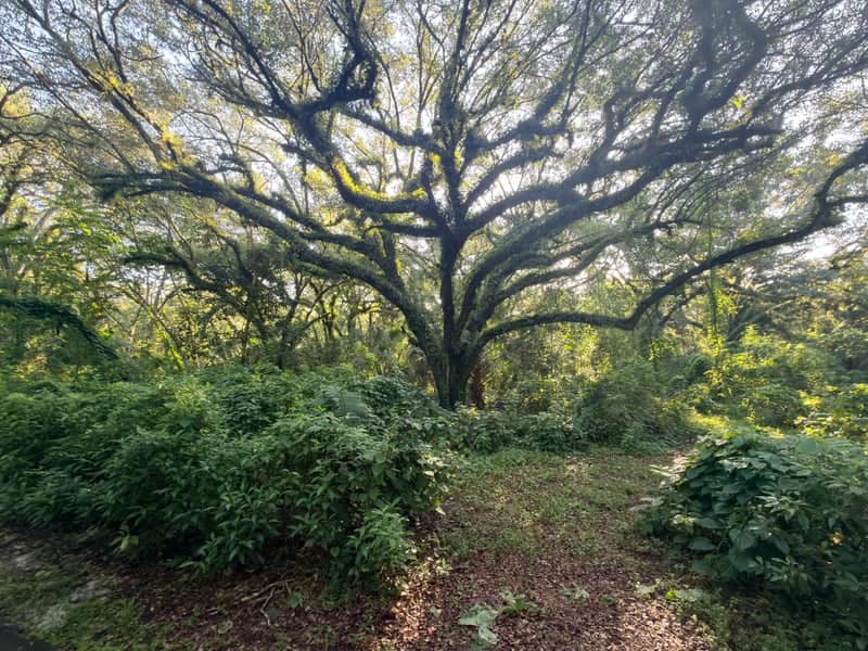 Tree Tops Park - Image 1