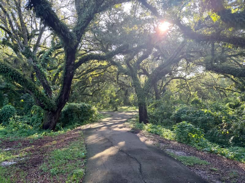 Brian Piccolo Park Oak Trail - Image 1