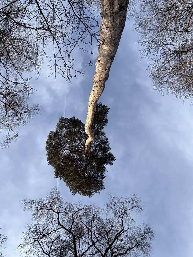 Black Park Country Park - Image 1