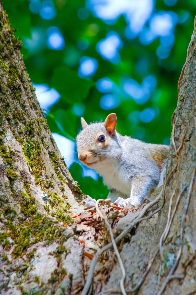 Cosham Park Woodlands - Image 1