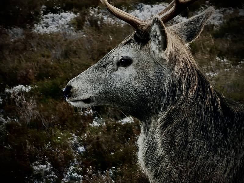 Glencoe Red Deer - Image 1