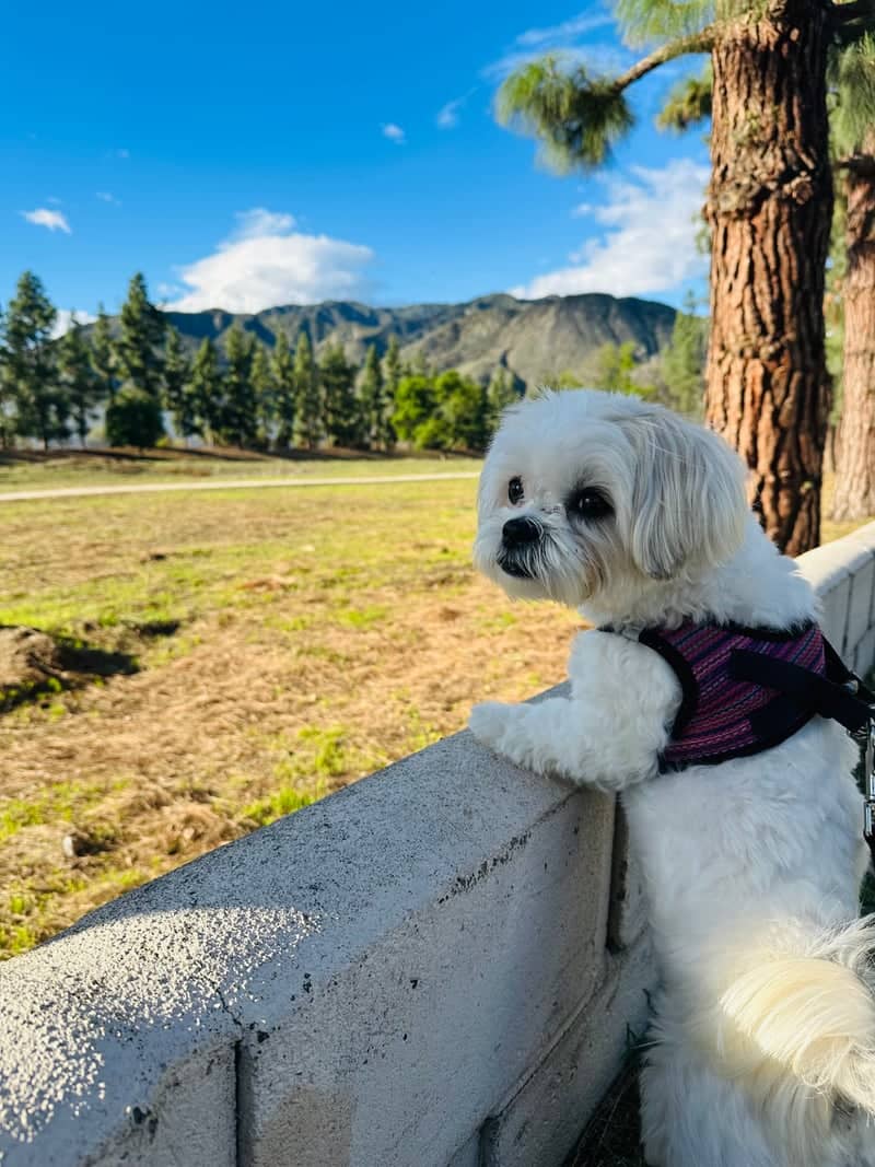 Azusa Foothills Open Space - Image 1