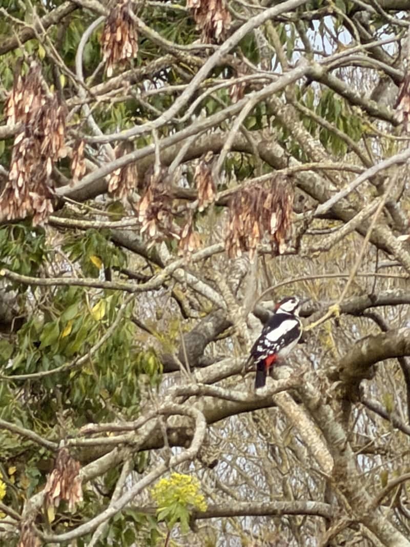 Headley Park Garden Wildlife - Image 1