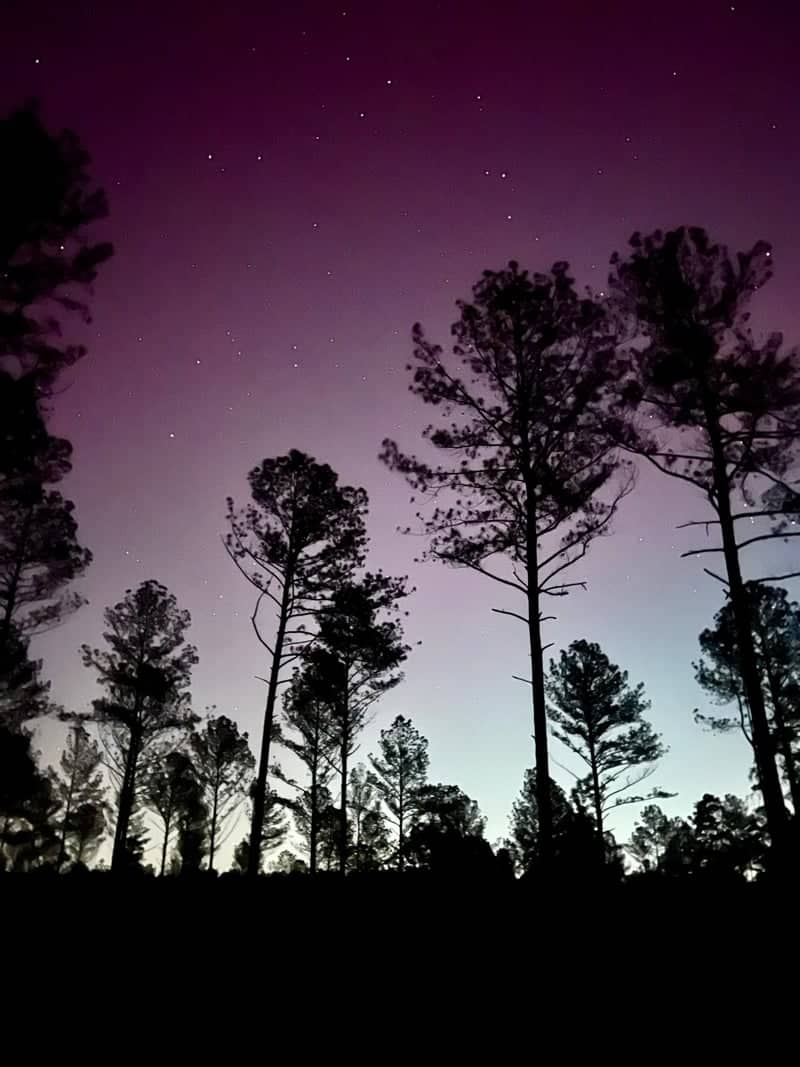 Blairsville Pine Forest - Image 1
