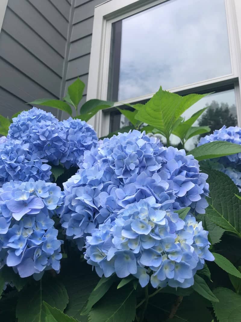 Canton Hydrangea Garden - Image 1