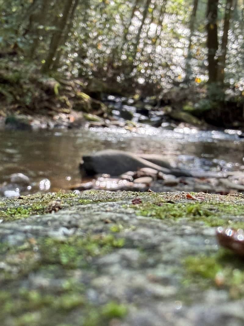 Mossy Mountain Stream - Image 1