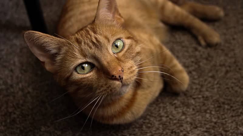 Indoor Pet Portrait Studio - Image 1