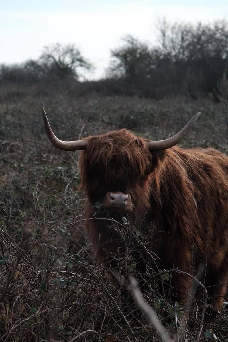 North Foreland Pasture - Image 1