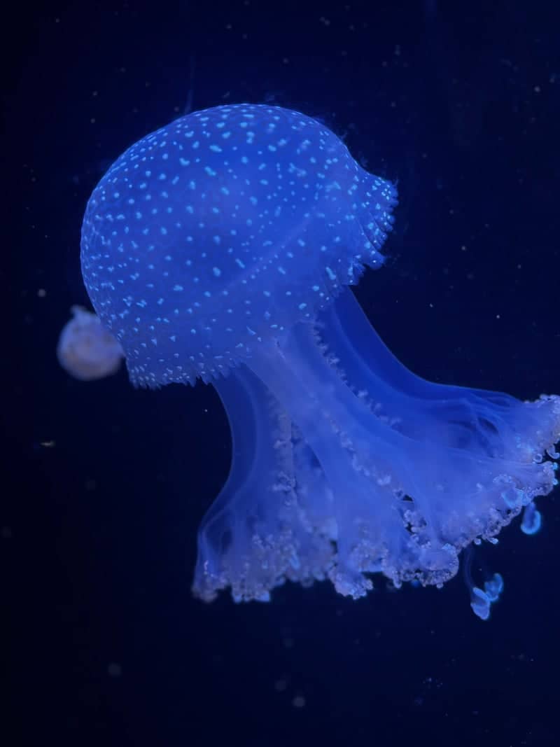 SEA LIFE Brighton - Image 1