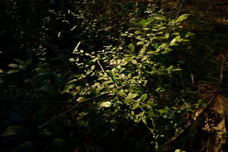 Loblolly Woods Nature Park - Image 1