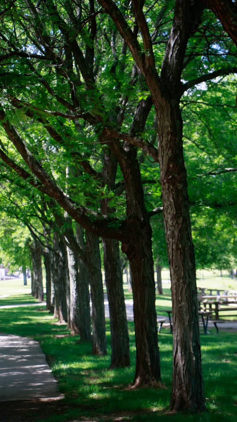 Boyd Park Riverside Path - Image 1