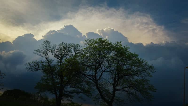 Haslett Tree Silhouettes - Image 1