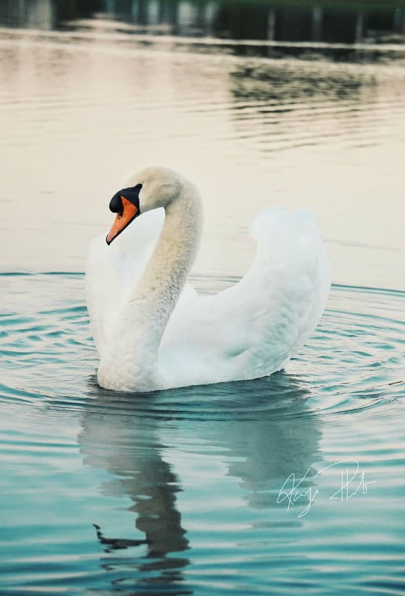 Doral Suburban Lake - Image 1
