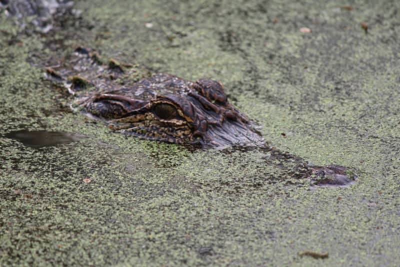 Armand Bayou Nature Center - Image 1