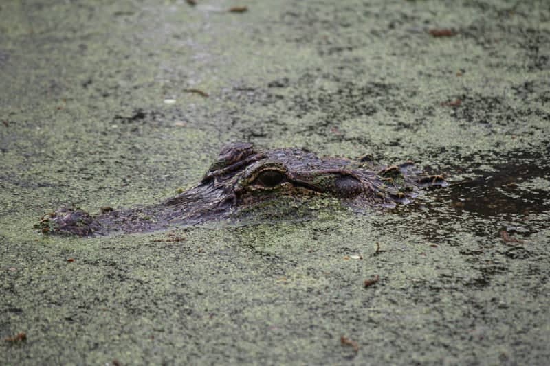 Armand Bayou Nature Center - Image 1
