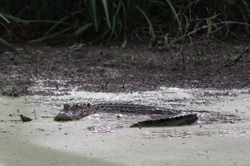 Armand Bayou Nature Center - Image 1