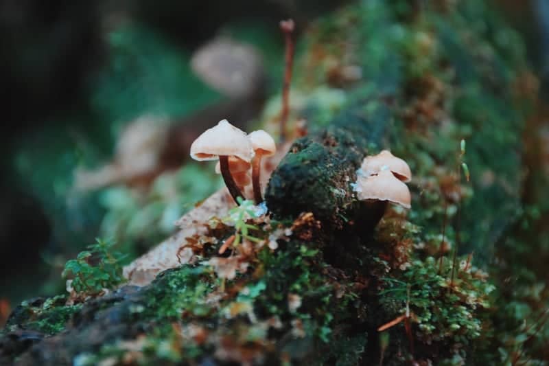 Quinault Rain Forest - Image 1