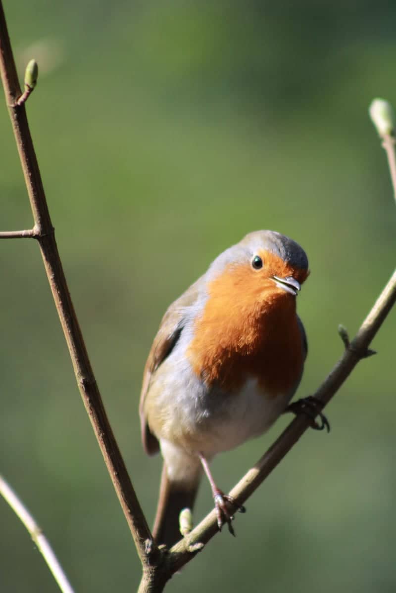 Walsall Wildlife Garden - Image 1