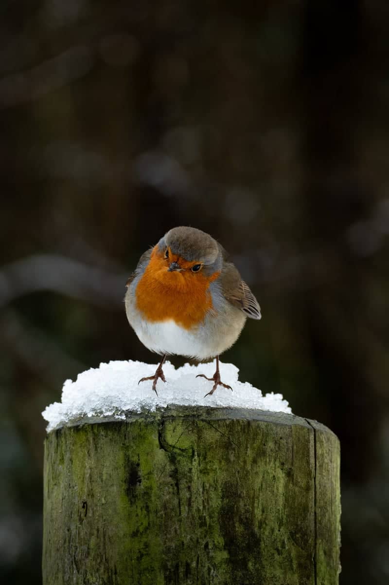 Cheshire Woodland Trail - Image 1
