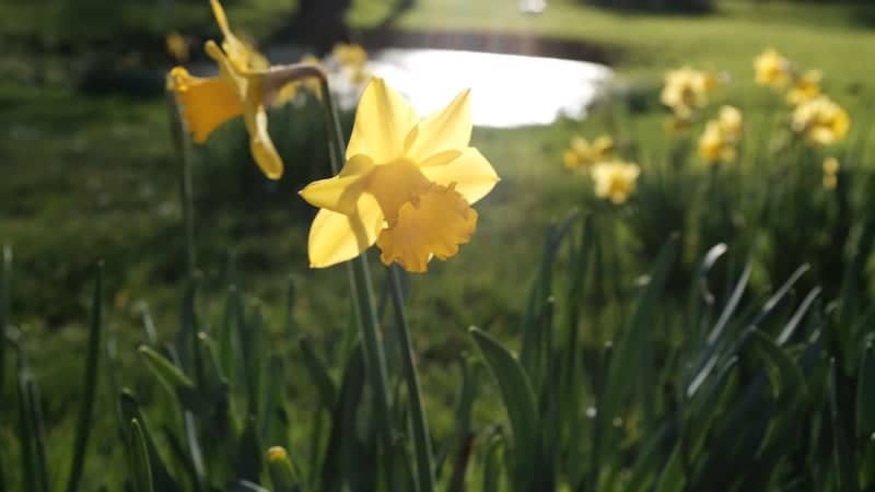 Arundel Garden Pond - Image 1