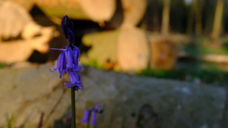 West Sussex Bluebell Woods - Image 1