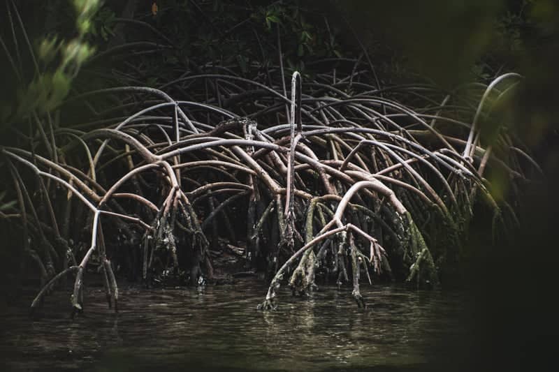 Whiskey Creek Mangroves - Image 1