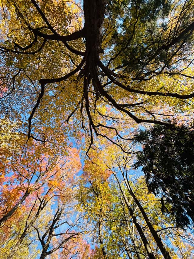 Englewood Woodlands Canopy