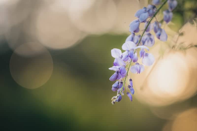 Starke Wisteria Blooms - Image 1