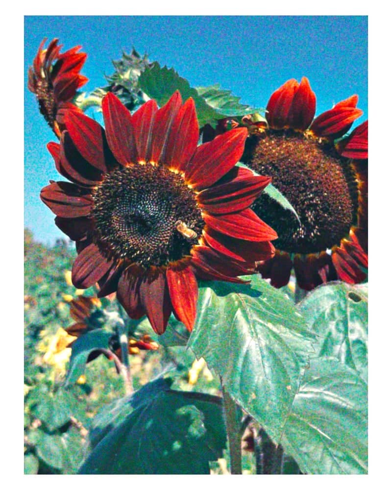 East Tawas Sunflower Field - Image 1