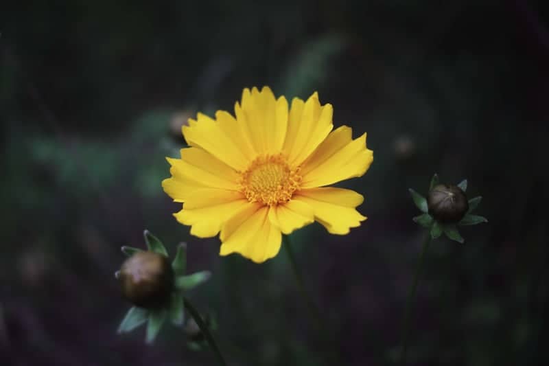 Woodfield Neighborhood Garden - Image 1