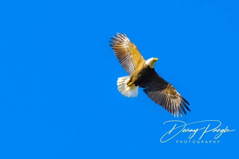 Kingsport Wildlife Skies - Image 1