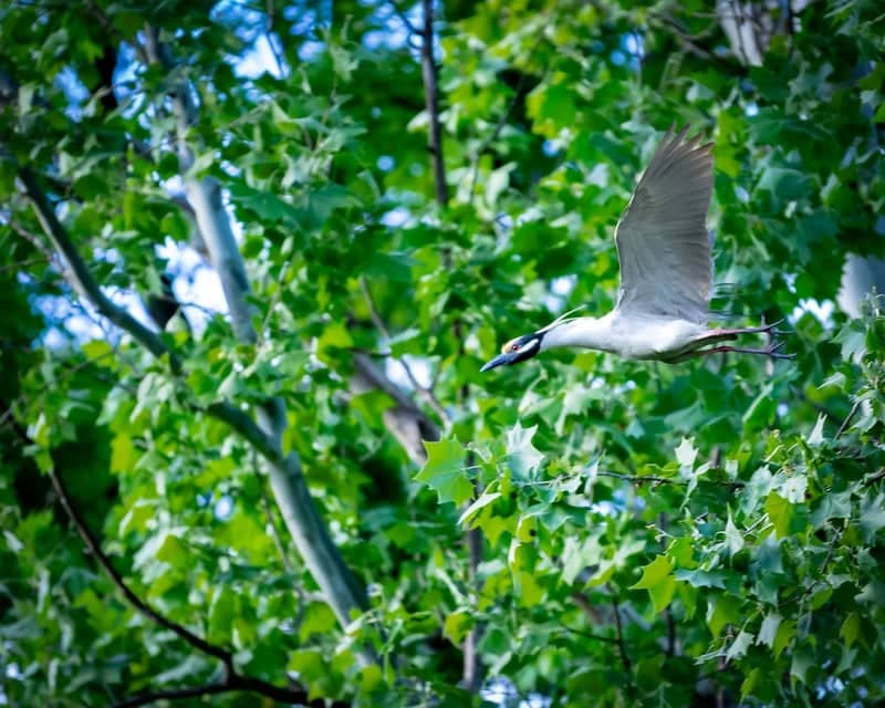 Kingsport Urban Nature Spot - Image 1