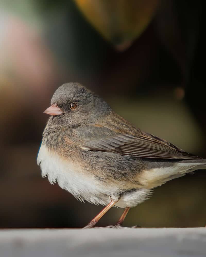 Frederick Birding Garden - Image 1