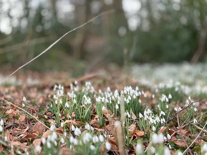Linacre Reservoirs Woodland - Image 1