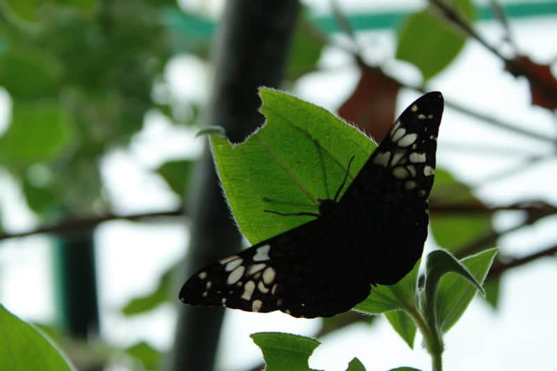 Seaforde Gardens and Tropical Butterfly House - Image 1