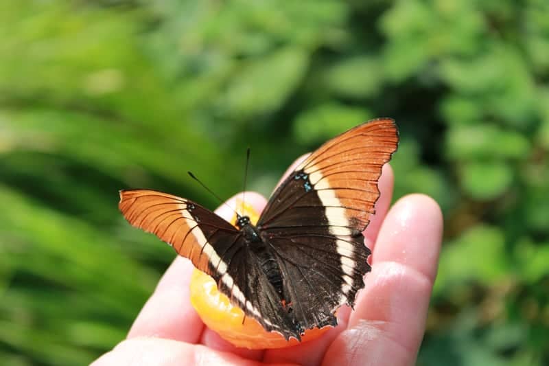 Seaforde Tropical Butterfly House - Image 1