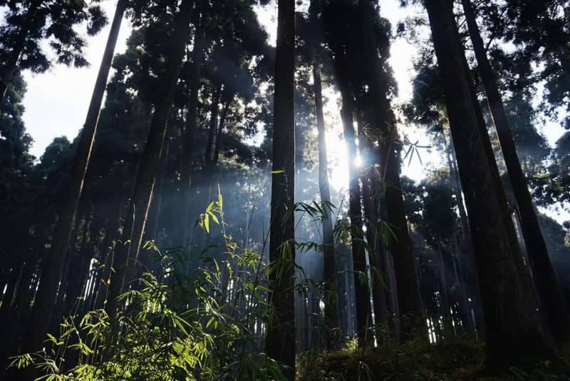 Lamahatta Pine Forest - Image 1
