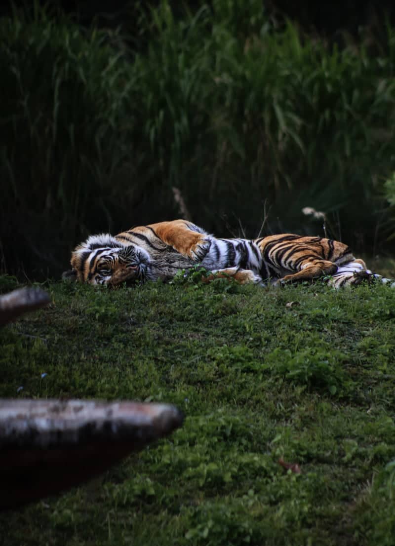 Maharajah Jungle Trek Tiger Habitat - Image 1