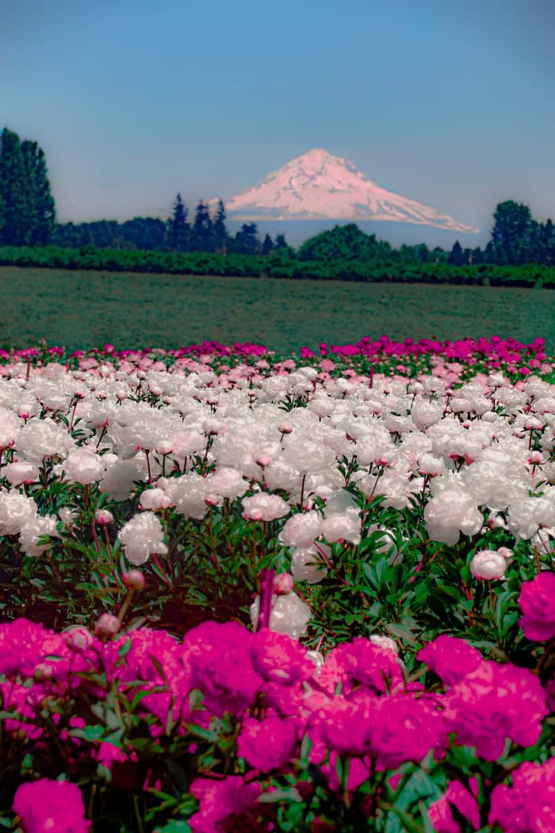 Adelman Peony Gardens - Image 1