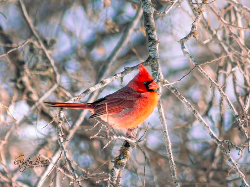 Pioneer Crossing Birding Spot - Image 1