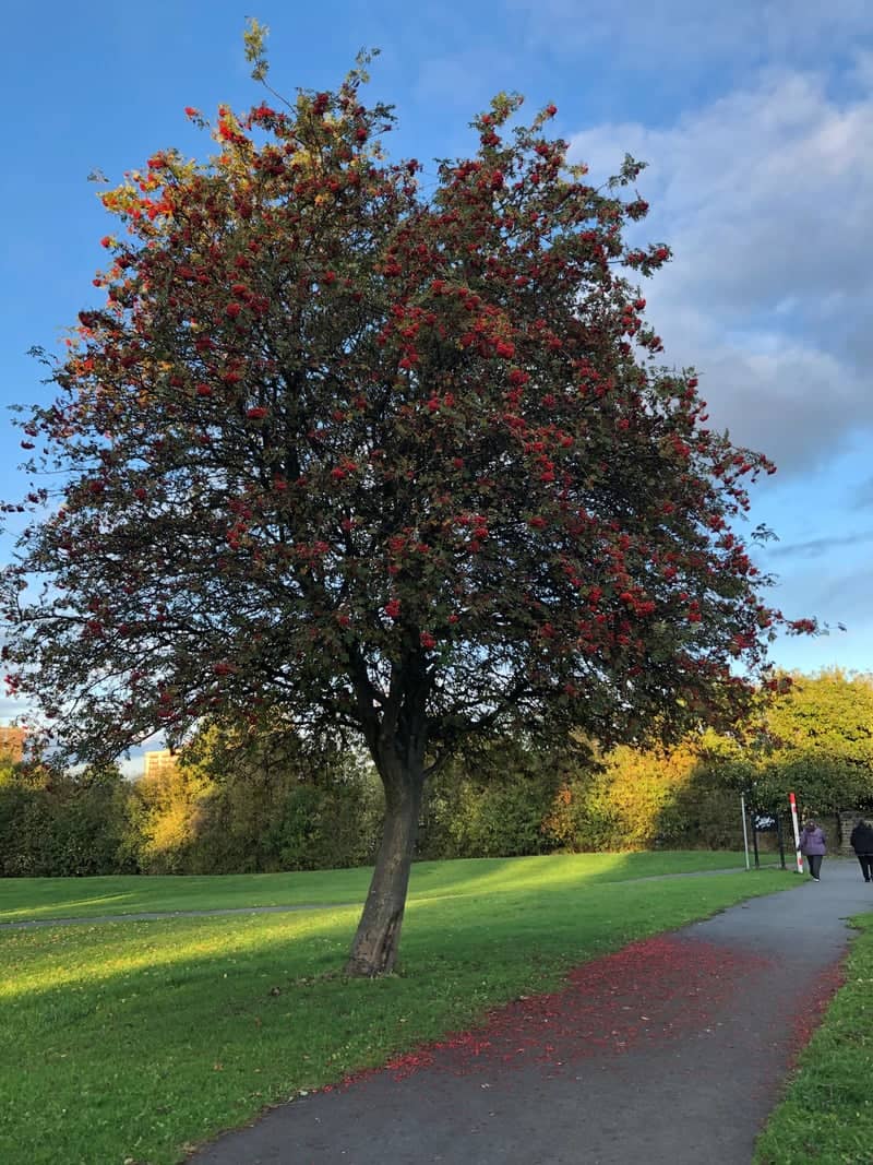 Whitehall Road Green Space - Image 1