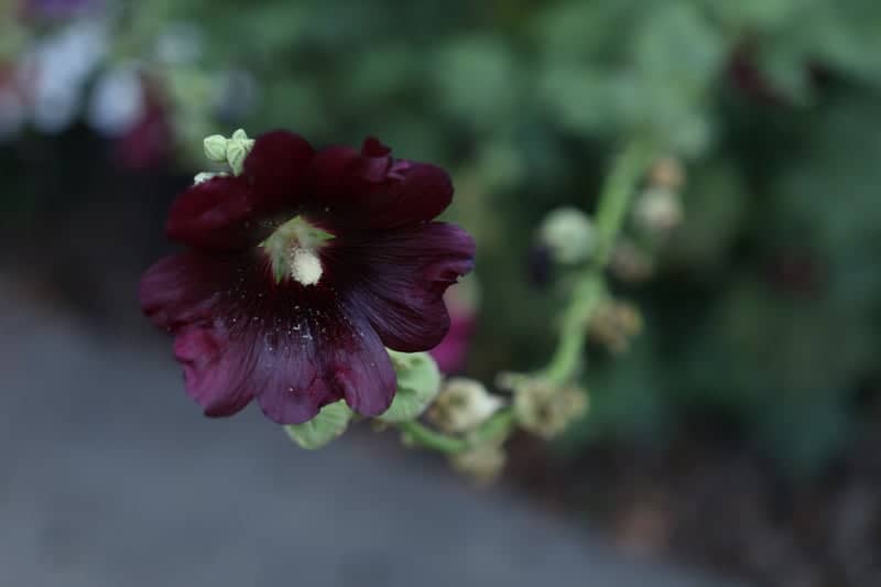 Whirlpool State Park Floral Gardens - Image 1