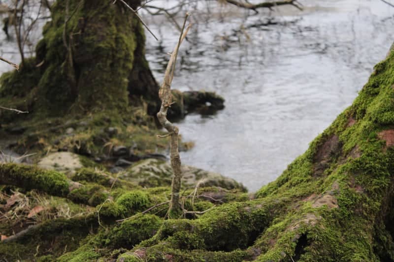 Mossy Banks of River Eamont - Image 1