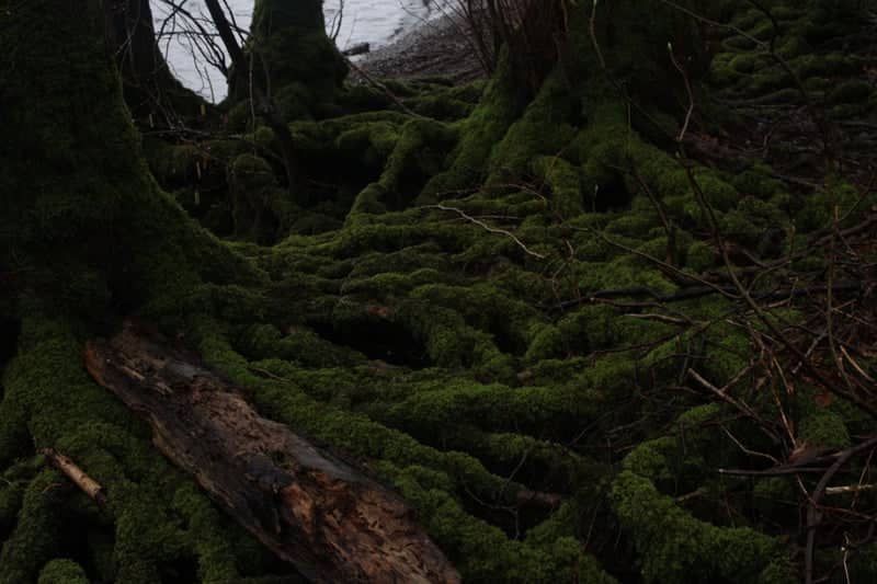 Windermere Woodland Shore - Image 1