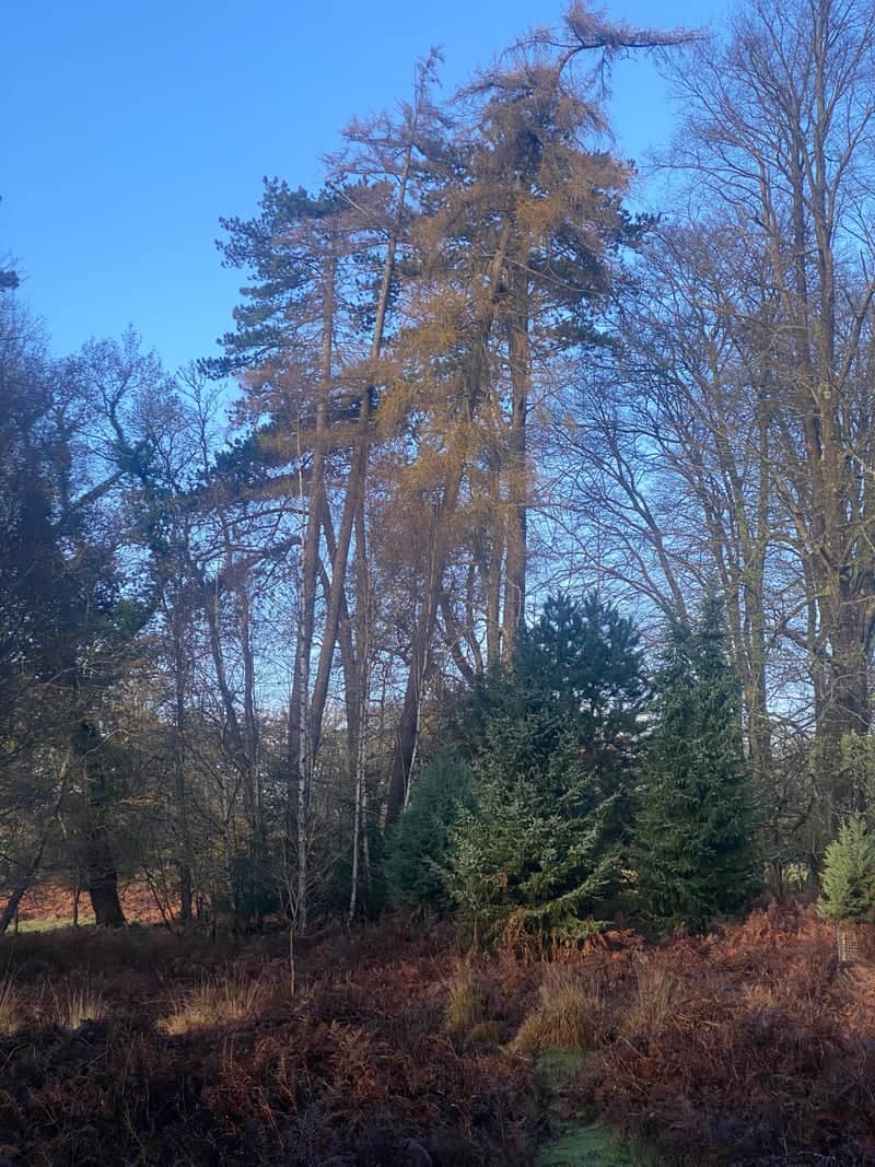 New Forest National Park Woodland - Image 1