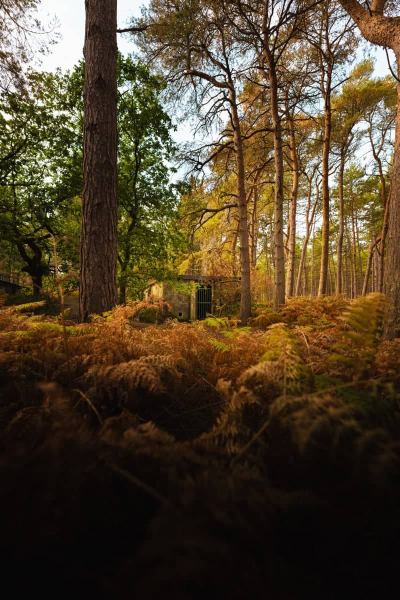 RAF Woodhall Spa Woodland - Image 3