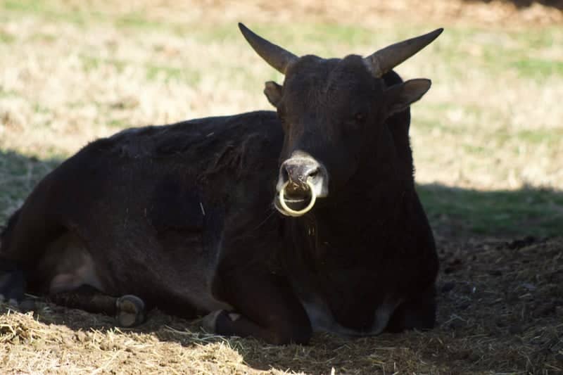 Woolaroc Museum & Wildlife Preserve - Image 1