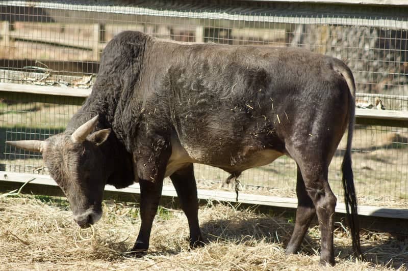 Woolaroc Museum & Wildlife Preserve - Image 1